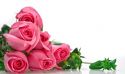 Filename=valentine_s_day_pink_roses.jpg
Filesize=113KB
Dimensions=800x475
Date added=Feb 14, 2011 valentine_s_day_pink_roses.jpg