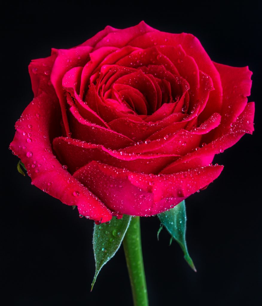 A closeup shot of a red rose with dew on top on a black background